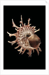 Angaria delphinus by Anonymous