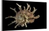 Angaria delphinus by Anonymous