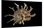 Angaria delphinus by Anonymous