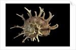 Angaria delphinus by Anonymous