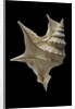 Aporrhais pespelicanis by Anonymous