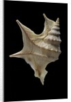 Aporrhais pespelicanis by Anonymous