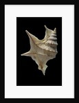 Aporrhais pespelicanis by Anonymous