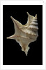 Aporrhais pespelicanis by Anonymous