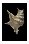 Aporrhais pespelicanis by Anonymous