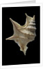 Aporrhais pespelicanis by Anonymous