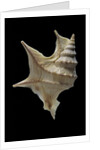 Aporrhais pespelicanis by Anonymous