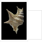 Aporrhais pespelicanis by Anonymous