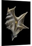 Aporrhais pespelicanis by Anonymous