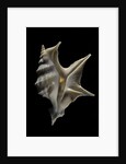 Aporrhais pespelicanis by Anonymous