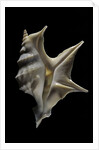 Aporrhais pespelicanis by Anonymous