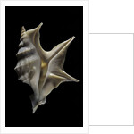 Aporrhais pespelicanis by Anonymous