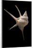 Aporrhais seresianus by Anonymous