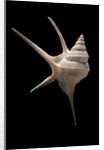 Aporrhais seresianus by Anonymous