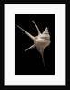 Aporrhais seresianus by Anonymous