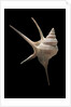 Aporrhais seresianus by Anonymous