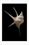 Aporrhais seresianus by Anonymous