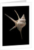 Aporrhais seresianus by Anonymous