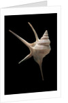 Aporrhais seresianus by Anonymous