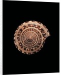 Architectonica maxima by Anonymous