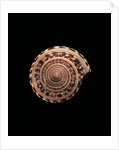 Architectonica maxima by Anonymous