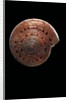 Architectonica nobilis by Anonymous