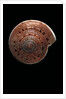 Architectonica nobilis by Anonymous