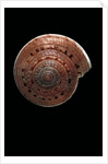 Architectonica nobilis by Anonymous