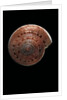 Architectonica nobilis by Anonymous