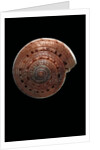 Architectonica nobilis by Anonymous