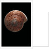 Architectonica nobilis by Anonymous