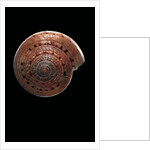Architectonica nobilis by Anonymous