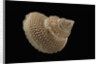 Astalium bathyraphe by Anonymous