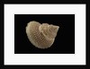 Astalium bathyraphe by Anonymous