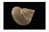 Astalium bathyraphe by Anonymous