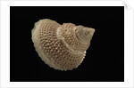 Astalium bathyraphe by Anonymous