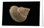 Astalium bathyraphe by Anonymous