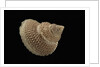 Astalium bathyraphe by Anonymous