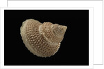 Astalium bathyraphe by Anonymous