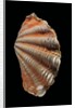 Tridacna squamosa by Anonymous