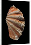 Tridacna squamosa by Anonymous