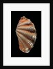 Tridacna squamosa by Anonymous