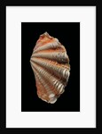 Tridacna squamosa by Anonymous