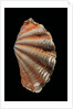 Tridacna squamosa by Anonymous