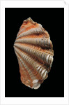 Tridacna squamosa by Anonymous