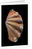 Tridacna squamosa by Anonymous
