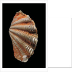 Tridacna squamosa by Anonymous