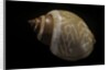 Babylonia ambulacrum by Anonymous