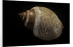 Babylonia ambulacrum by Anonymous