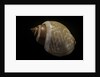 Babylonia ambulacrum by Anonymous